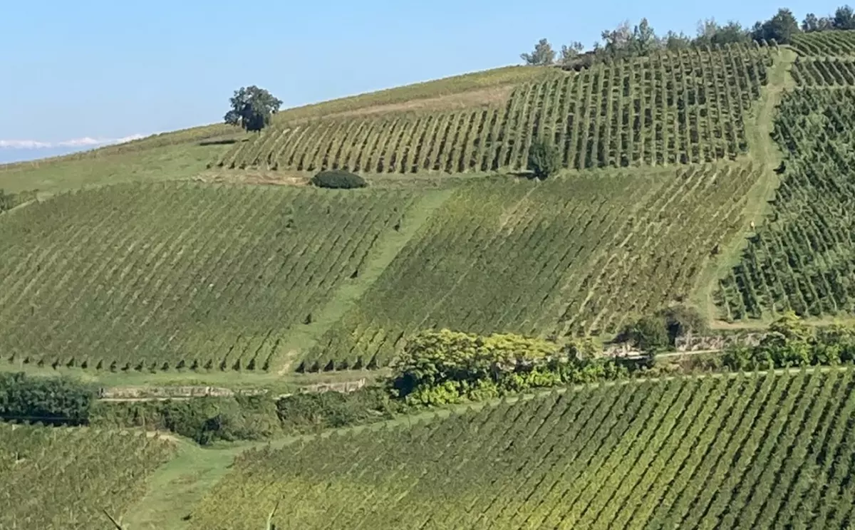 В Ольтрепо-Павезе продали винодельню Tenuta del Pizzolo