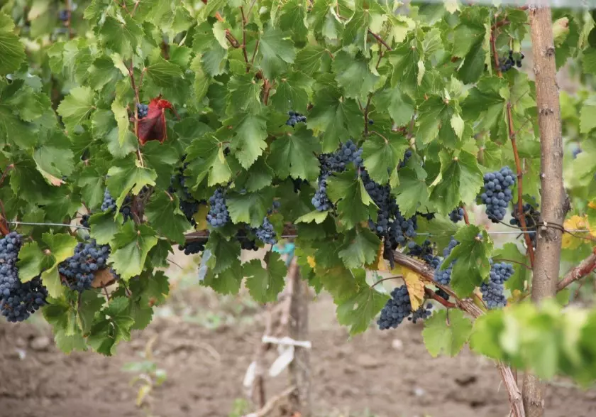В Ростовской области протестировали новые схемы подкормки виноградников