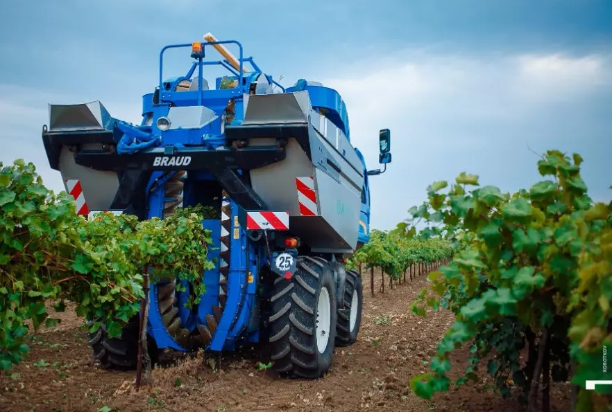 Агрофирма «Южная» собрала более 90 тыс. тонн винограда