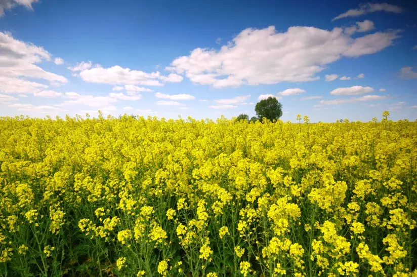 Россия может нарастить производство рапса за счет Дальнего Востока