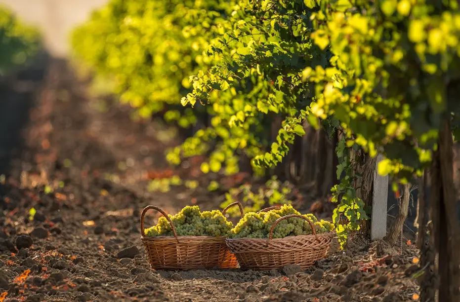 «Фанагория» собрала более 47 тыс. тонн винограда