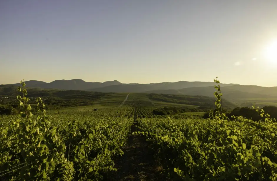 ГК «Абрау-Дюрсо» собрала в 2025 году рекордный урожай винограда