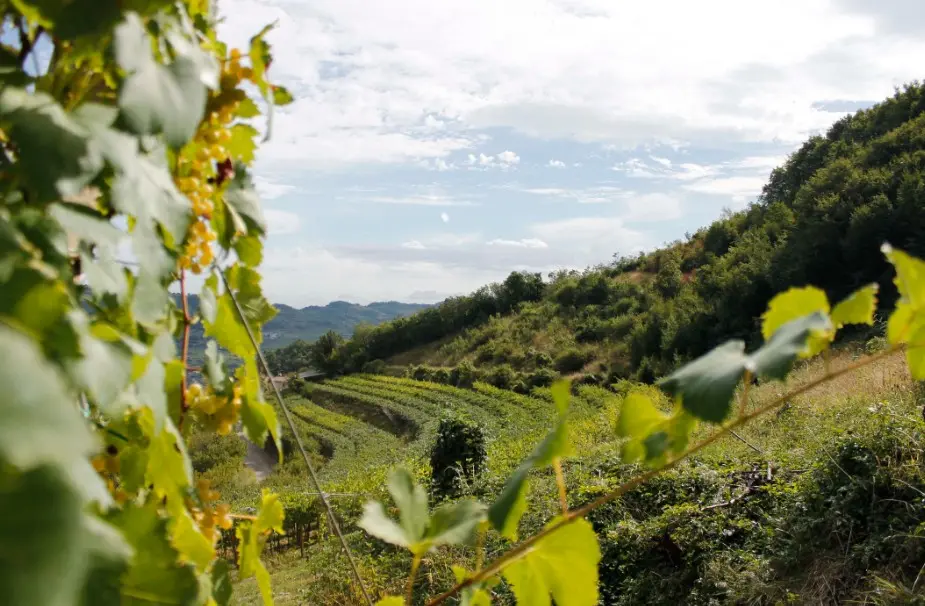 На винограднике в Венето заложили капсулу времени