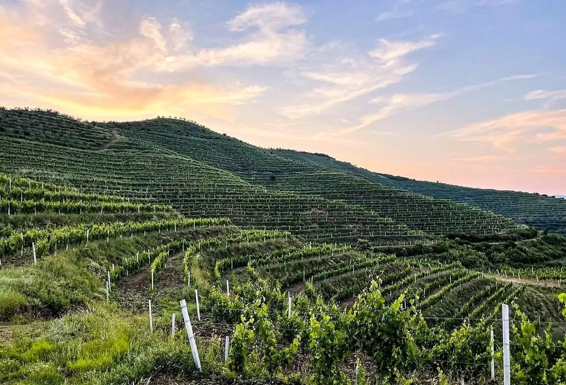 Албанская винодельня Cobo Winery возрождает автохтоны при поддержке ЮНЕСКО