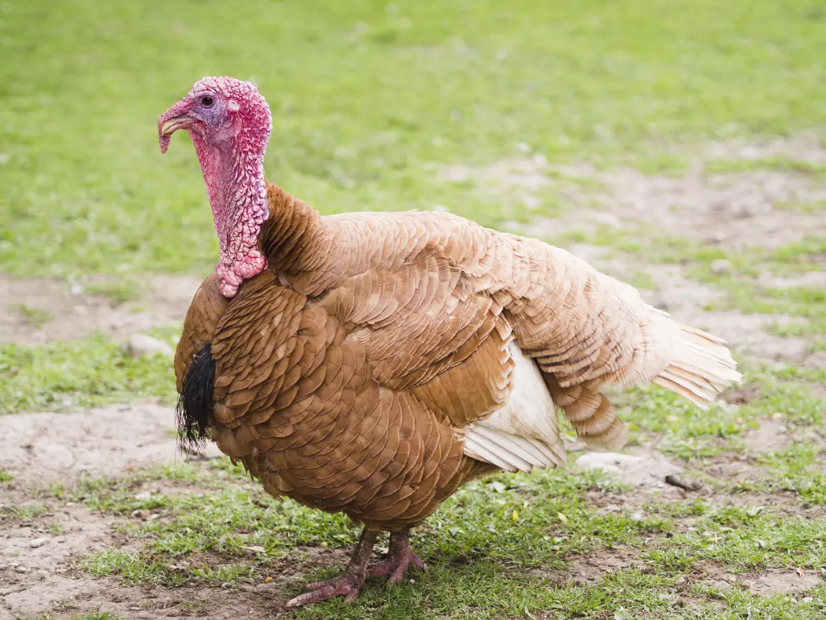 Российское индейководство в 2025: лидер по темпам роста в России