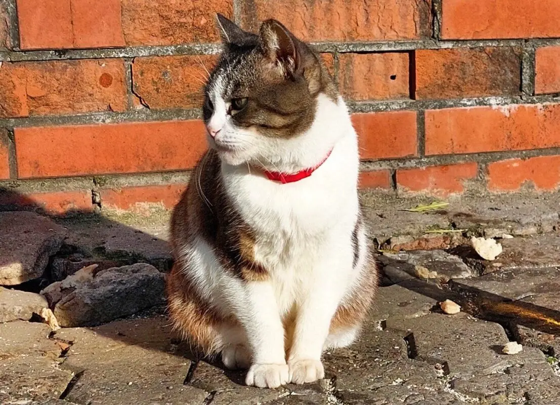 В поездах РЖД начали продавать товары для животных