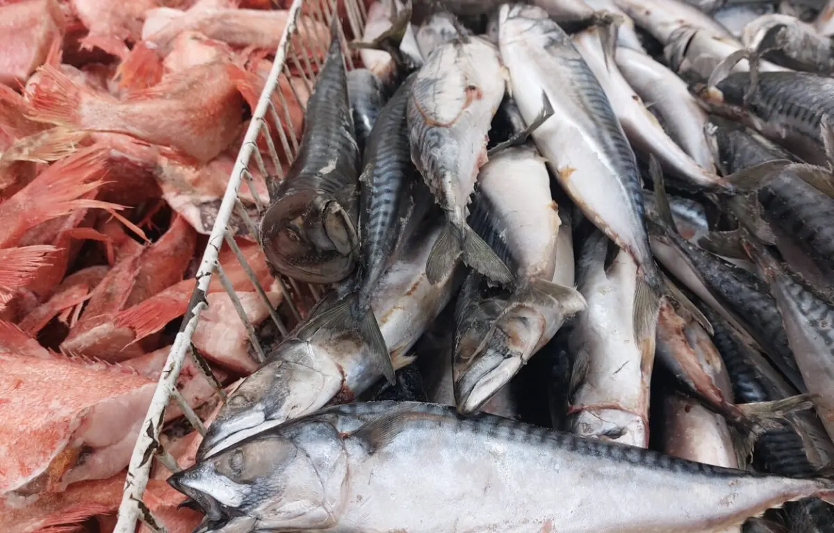 Продажи в рыбной категории снижаются: почему это происходит и что делать