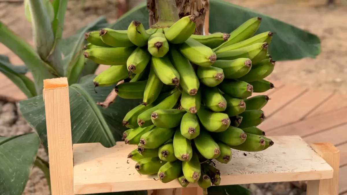 Дегустация первого российского банана состоялась в Сочи