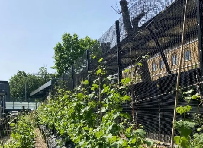 Denmark Hill станет первой железнодорожной станцией, производящей вино