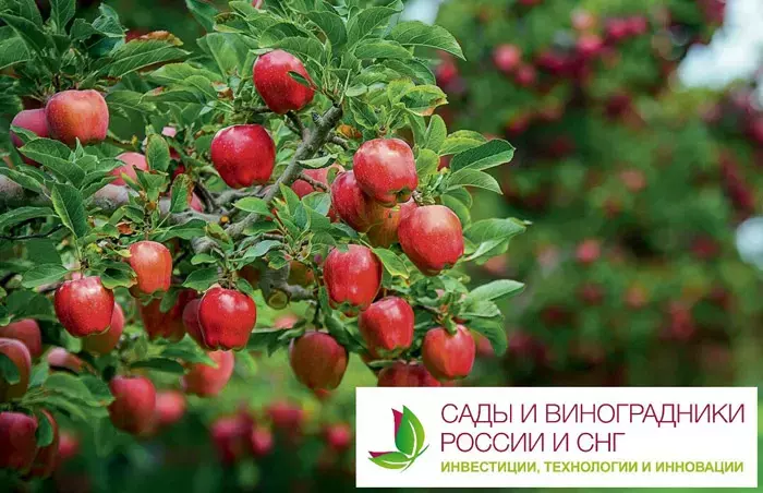 Получите список инвестиционных проектов по садоводству, виноградарству и ягодоводству