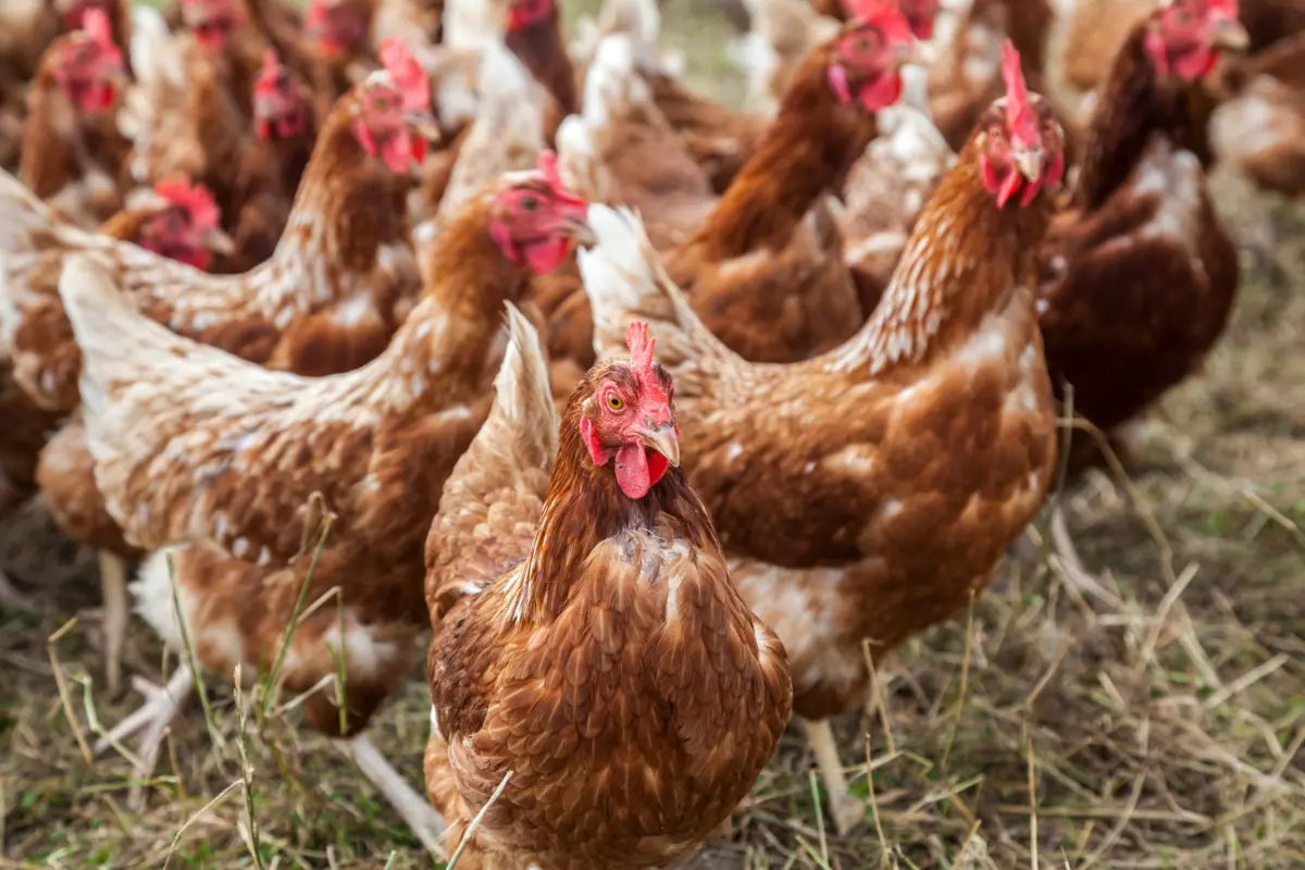 Внутренний способ убоя птицы