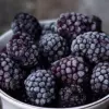 Ежевика замороженная